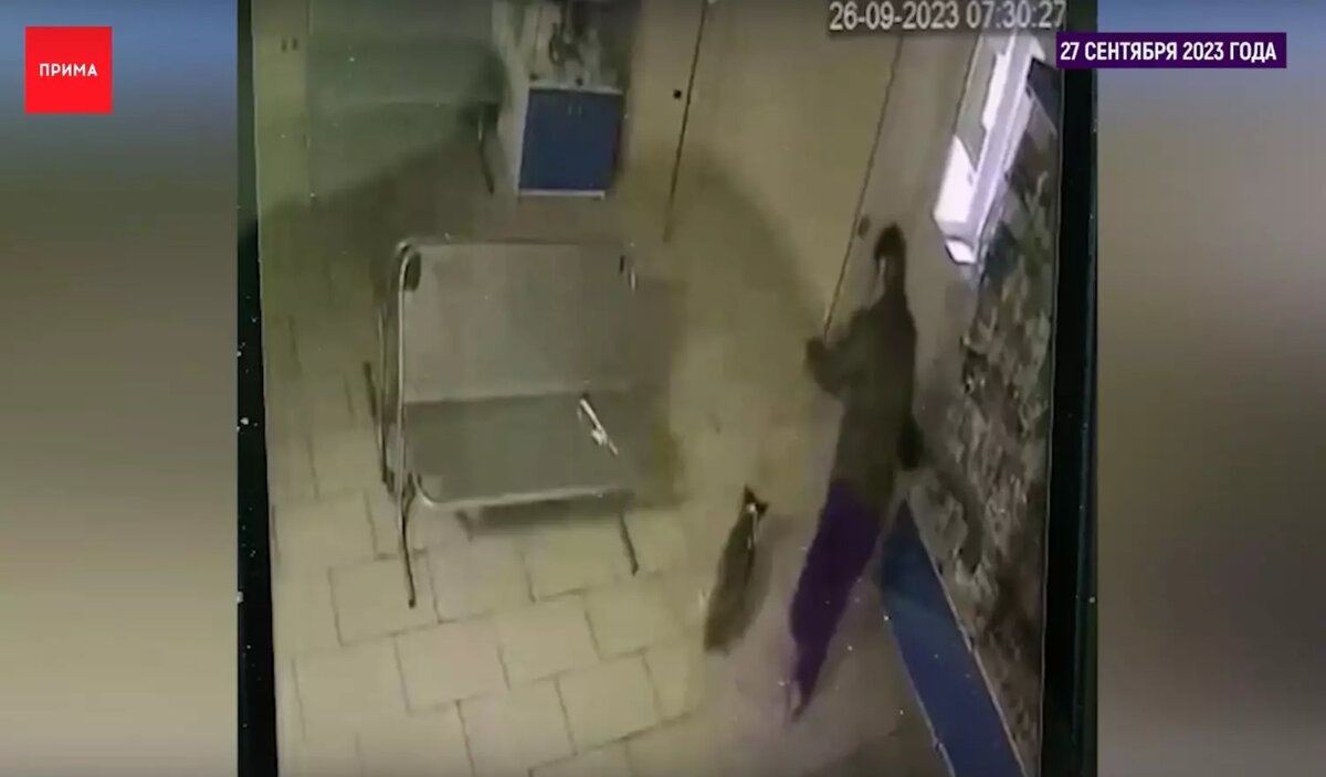     Источник: www.prima-tv.ru