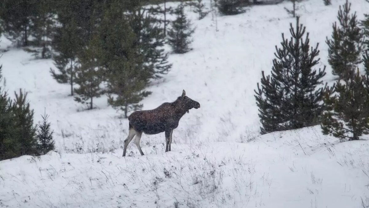     Источник: пресс-служба главы и правительства Удмуртии