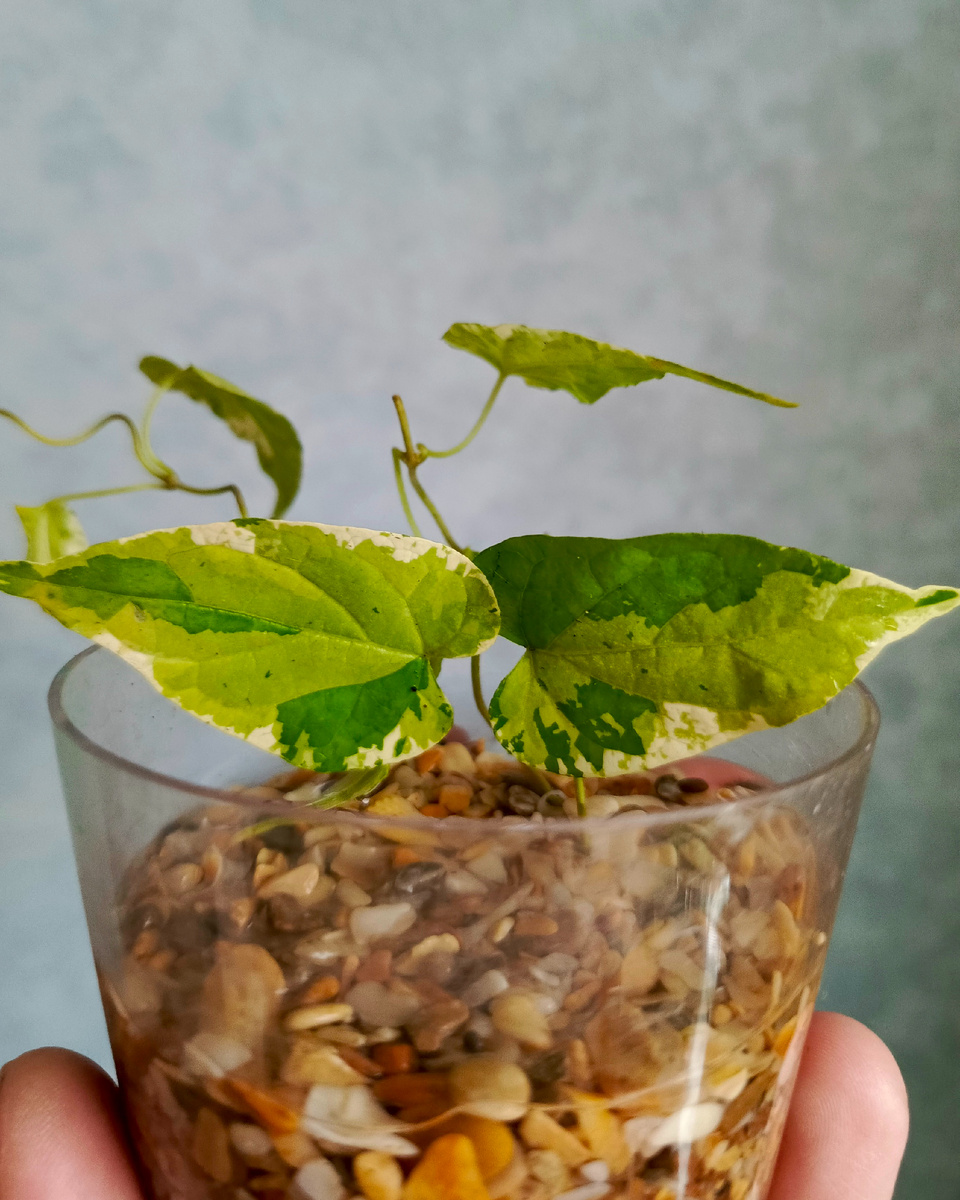 Подкидываю, кстати, клёвую идею — укоренять в воде с дроблёной ракушкой. Ракушка даёт опору черенкам и её довольно легко промыть. Давно так делаю и всем довольна. 