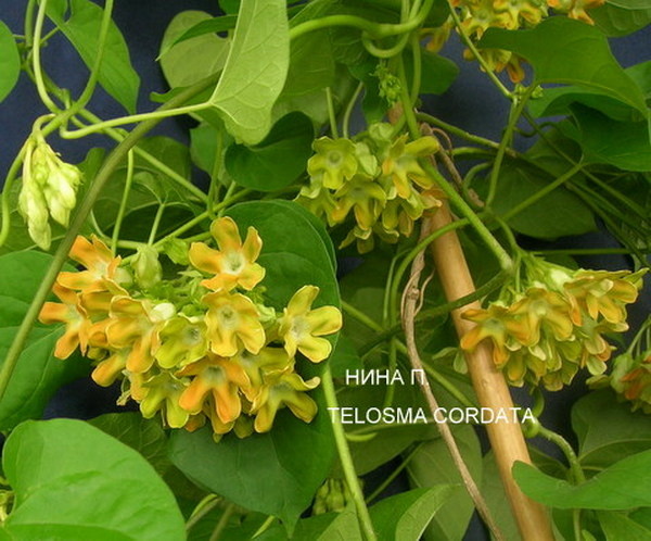 Фото из интернета. Правда, не находятся фото вариегатный формы с цветками. Возможно, цветения от неё можно и не дождаться, да и ладно