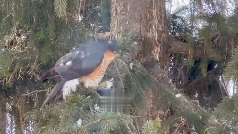    Ястреб-перепелятник ощипал синицу в Бузулукском бору Кристина Просвиркина