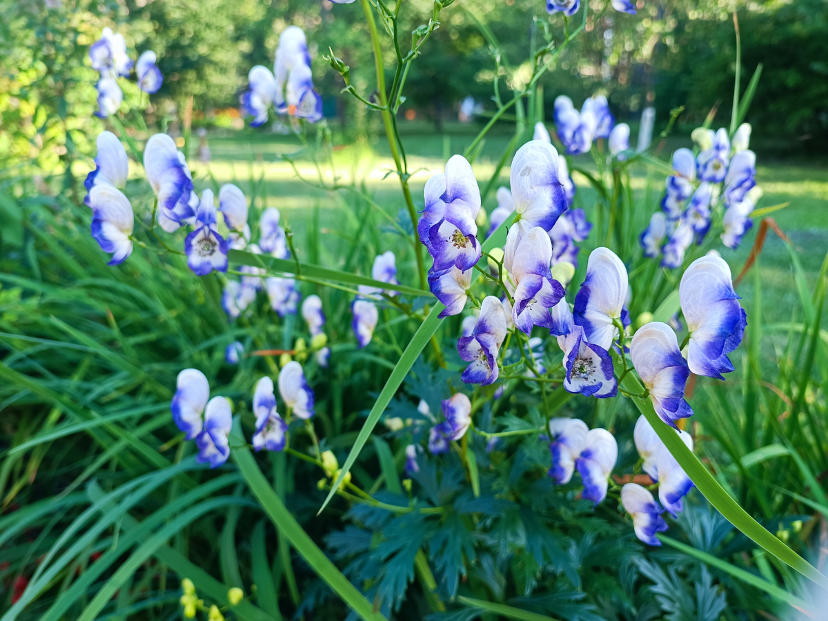 аконит - он бывает и такой, и просто синий. листайте галерею 