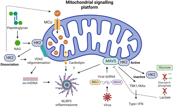 Mitochondrial signalling platform in innate immunity