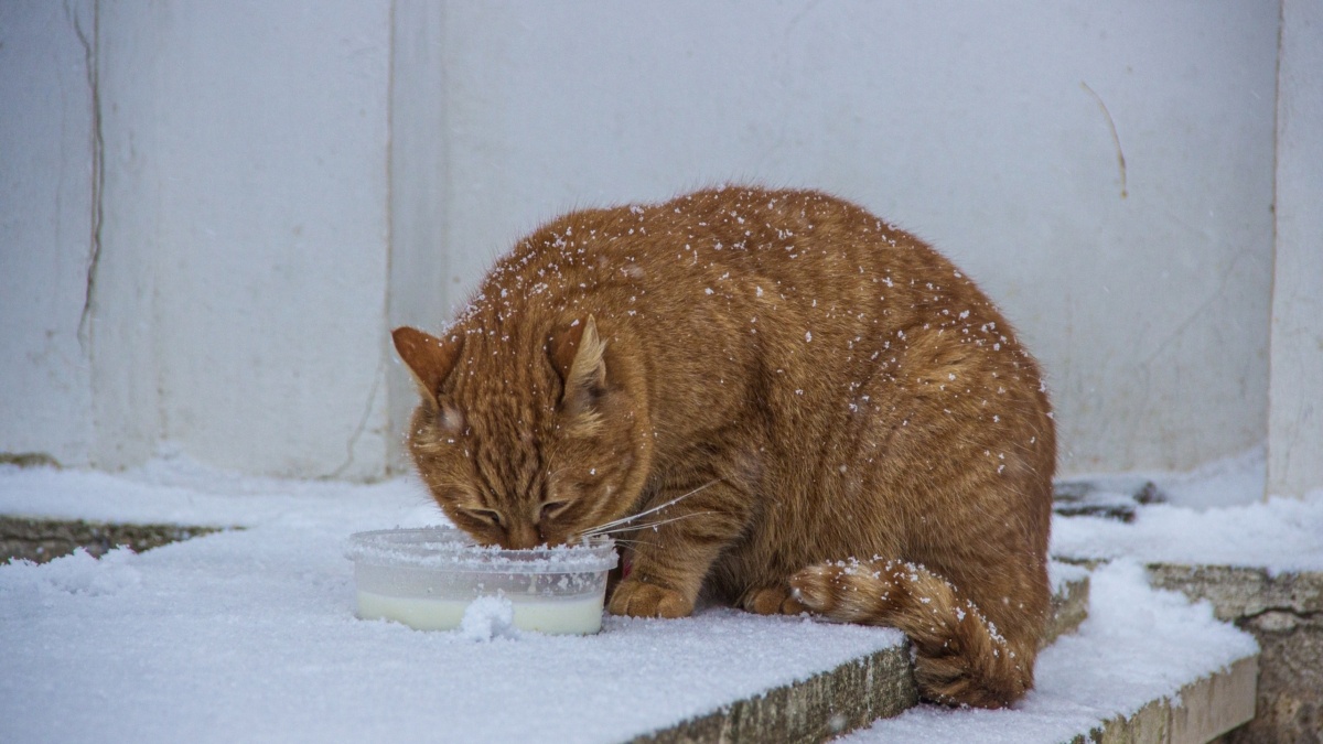 Фото: ИА SM-News📷
