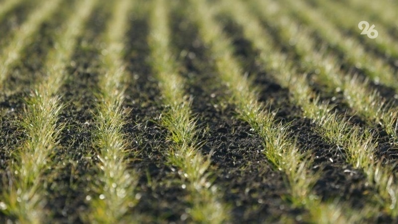    В регионе заменяют зарубежные семена на отечественные Фото: ИА «Победа26»