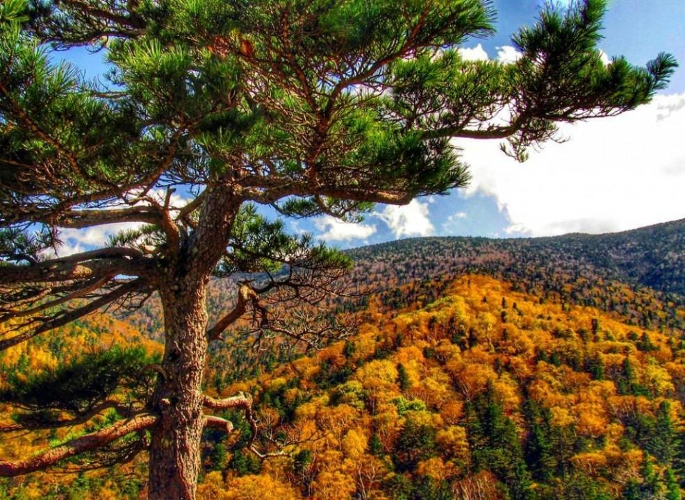 Фото: zapovedamur.ru/hehcirsky