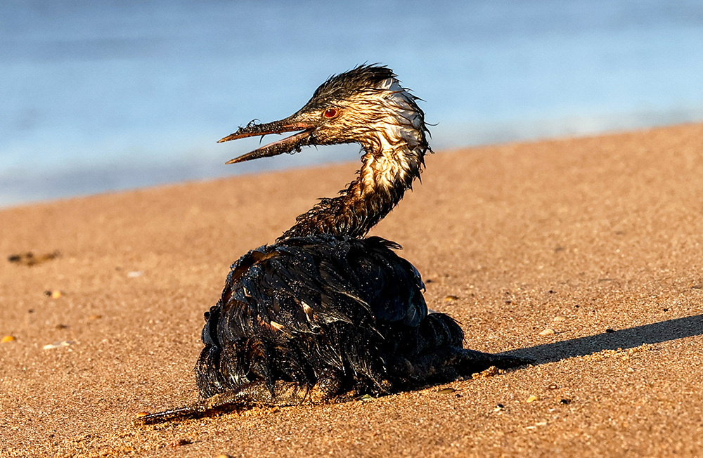 На этом фото: чомга в мазуте на пляже у станицы Благовещенской.    
 Фото: Сергей Мальгавко/ТАСС📷    В Керченском проливе 15 декабря потерпели крушение два танкера — «Волгонефть-212» и «Волгонефть-239». В районе ЧП произошел разлив мазута. Загрязненной оказалась территория на протяжении около 50 километров от поселка Веселовка в Темрюкском районе и до станицы Благовещенской в Анапе. Администрация Анапы объявила о режиме чрезвычайной ситуации, к ликвидации последствий экологической катастрофы привлечены спасатели и волонтеры. Как спасают пляжи Анапы и местных птиц — об этом фотогалеря BFM.ru.