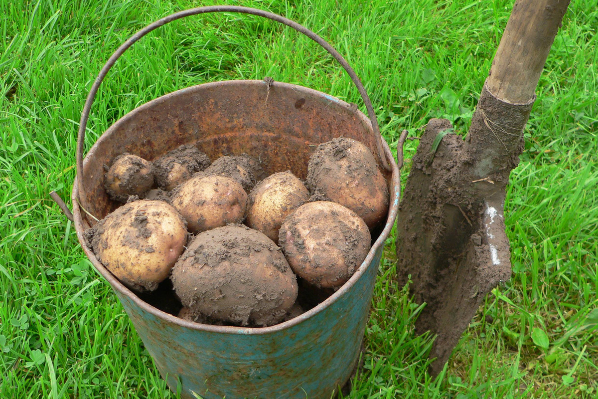 Ковалев Михаил