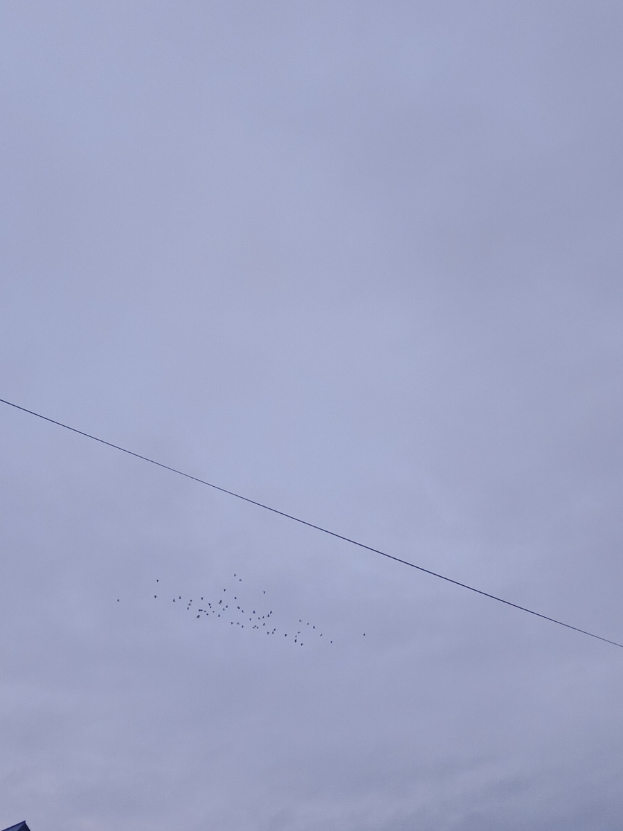 Фотография хмурого утра. Но птицам все равно на погоду. Будьте, как птицы.