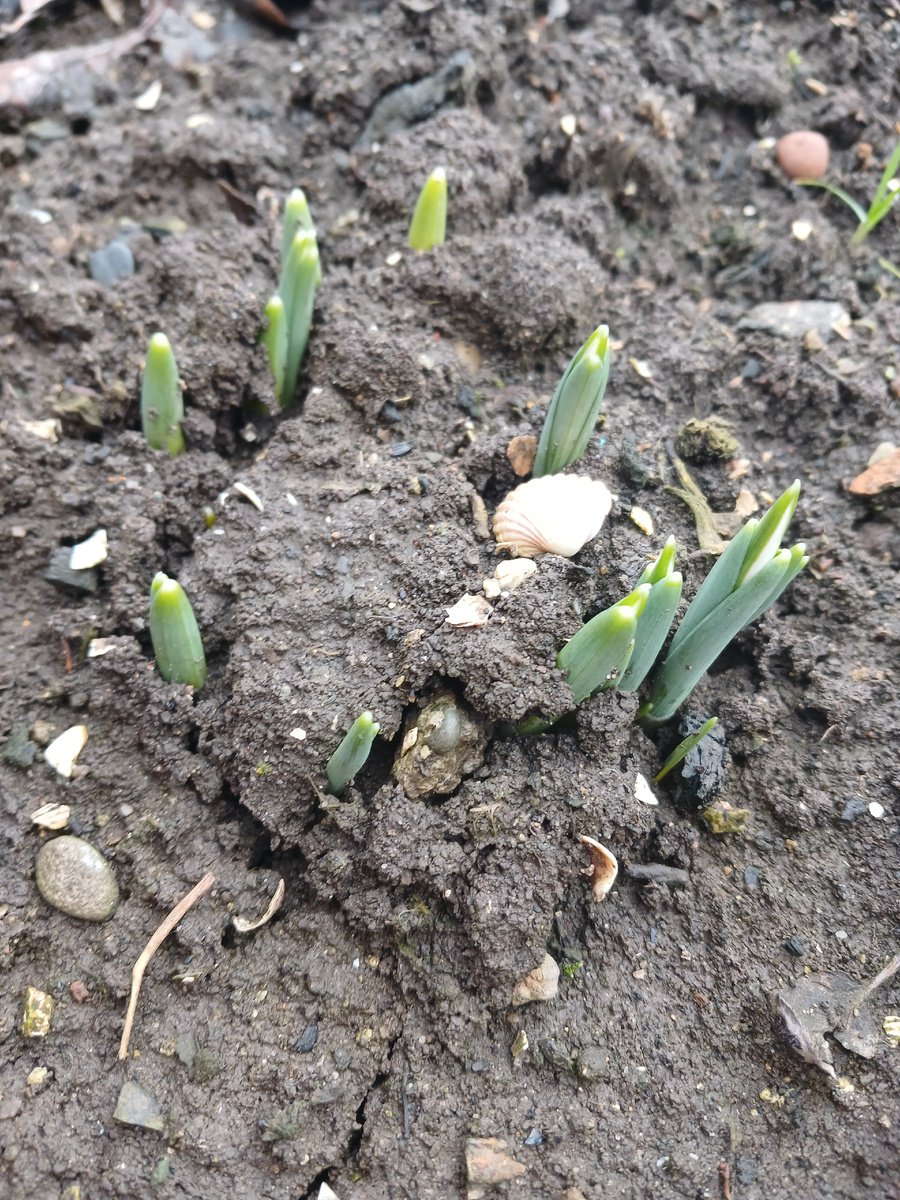 Подснежнику все равно какая зима на Кубани