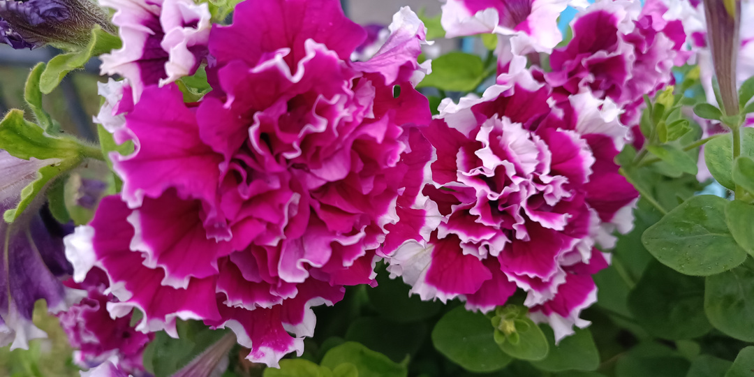 Как посеять петунию и не сойти с ума: народные хитрости и секреты