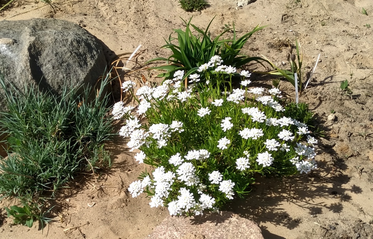 цветет иберис