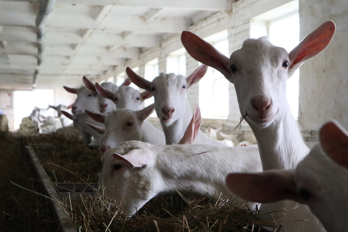    В регионе продолжат развивать как семейные фермы, так и крупные животноводческие комплексы