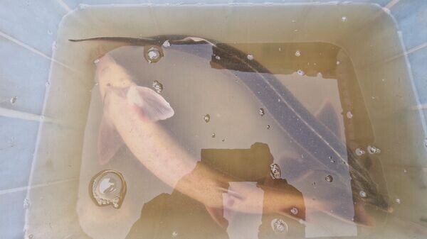    © Sputnik / Александр Жибуль