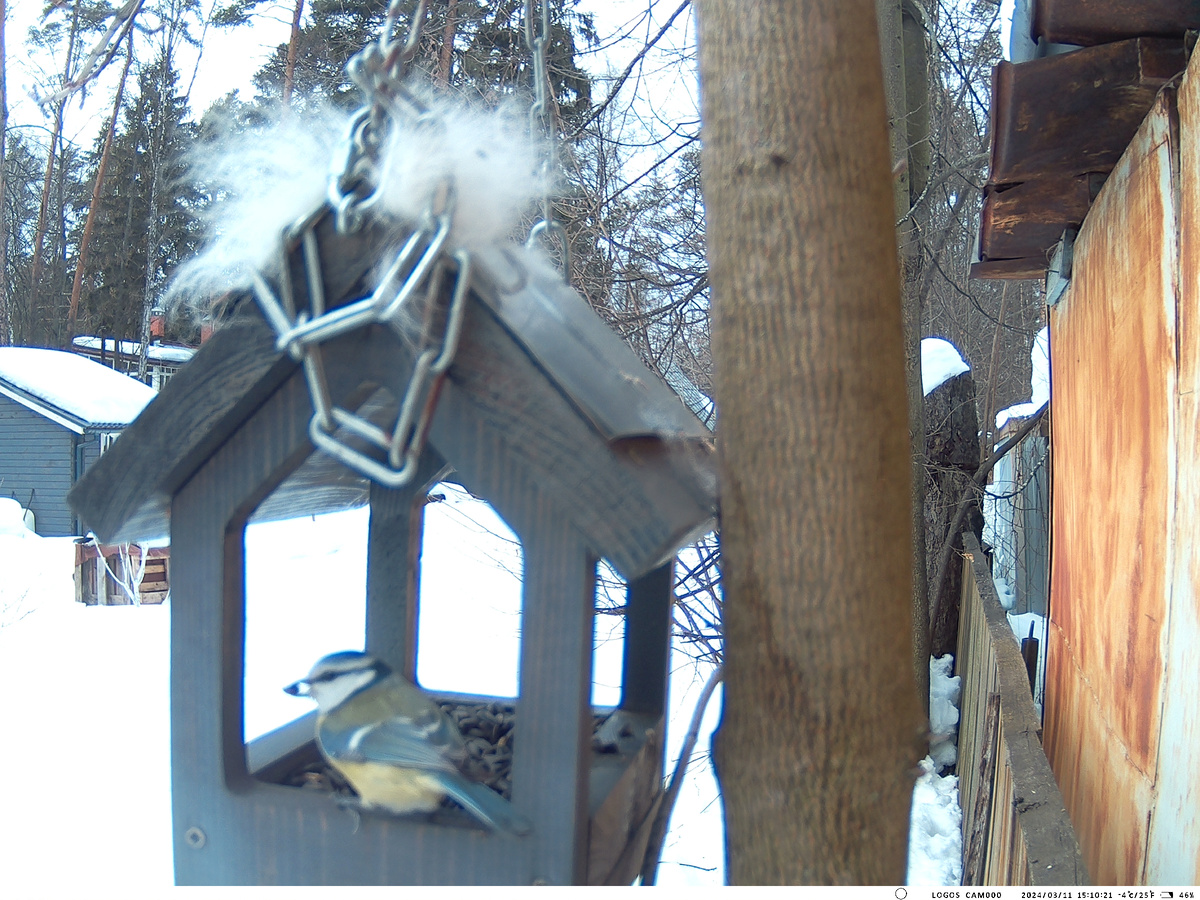 Синица Лазоревка