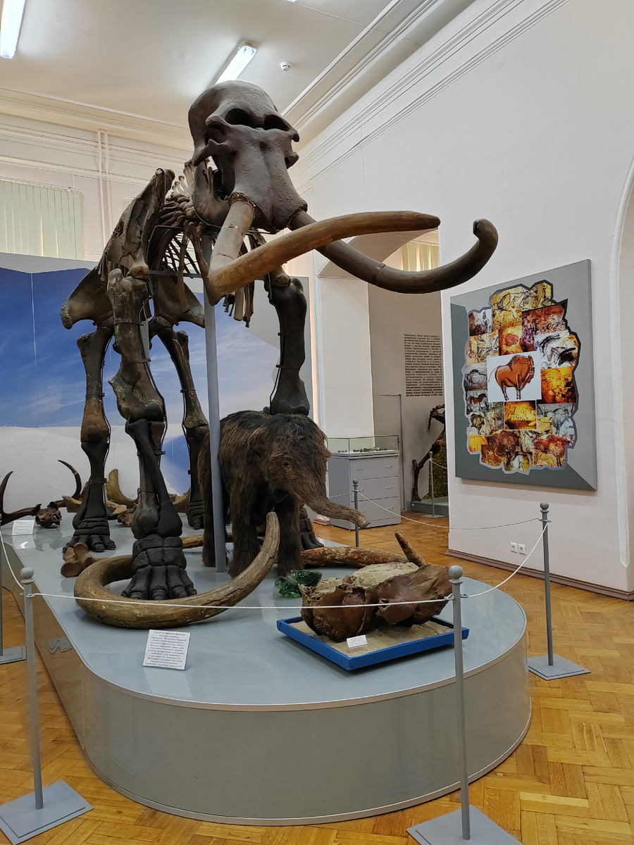 Скелет хазарского мамонта. Астраханский музей-заповедник.