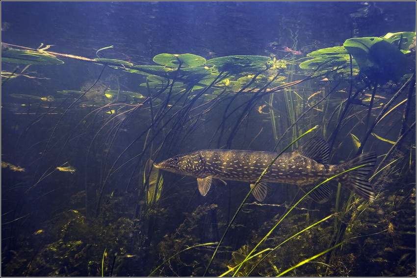 Так же во время охоты щуку можно встретить в прибрежной растительности