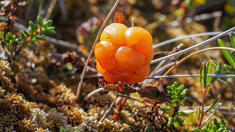    Компания «Ягоды Югры» обогатила селекционный фонд России новыми сортами морошки