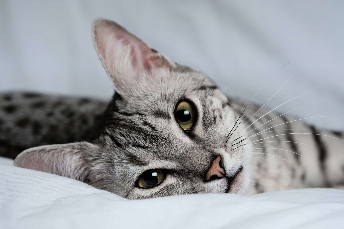 Фото из свободных источников 