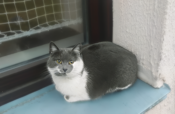 Та самая кошка