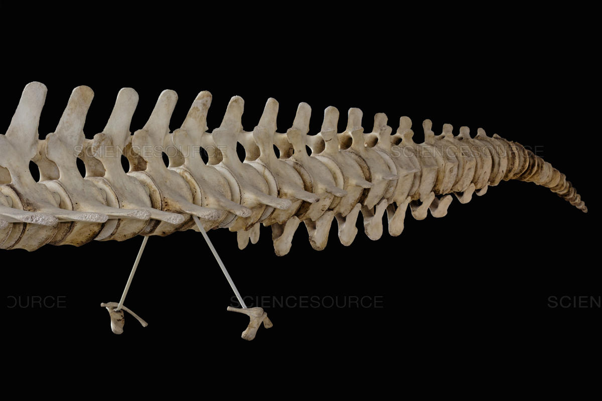 Кости таза и ноги у китов редуцированы настолько, что они висят прямо в мускулатуре и никак не связаны с позвоночником. Поэтому работникам музея пришлось прикреплять их пластиковыми штуковинами!
