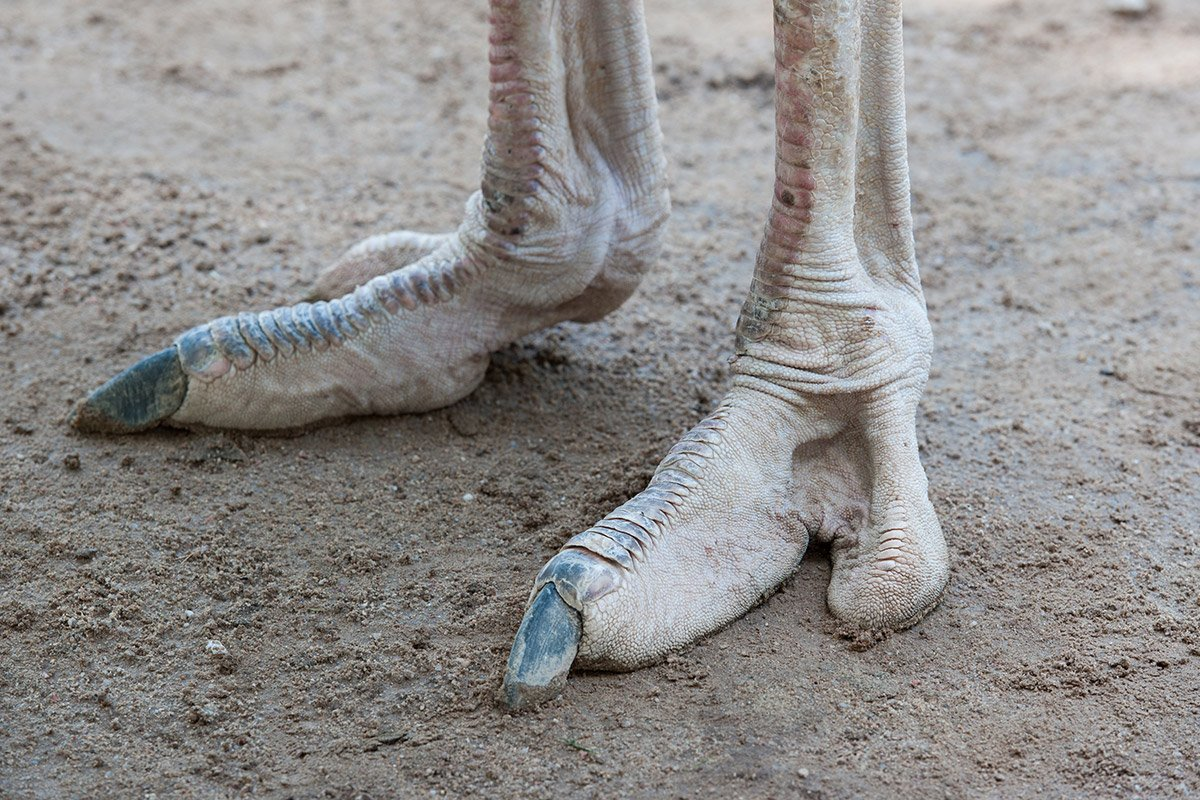 Как будто пальчика не хватает, вам так не кажется?