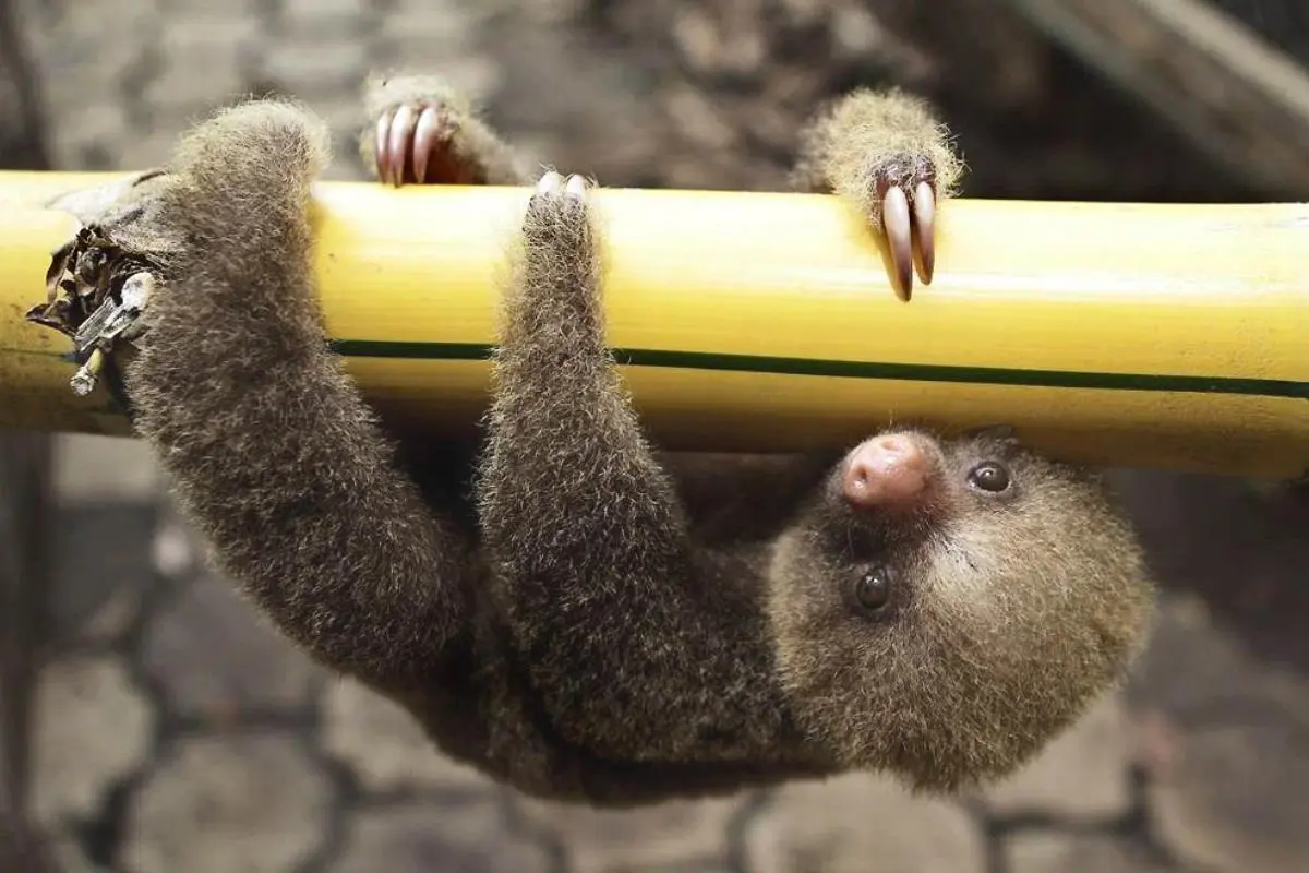 Двупалый микроленивец ползёт по вашему интернет-кабелю. 