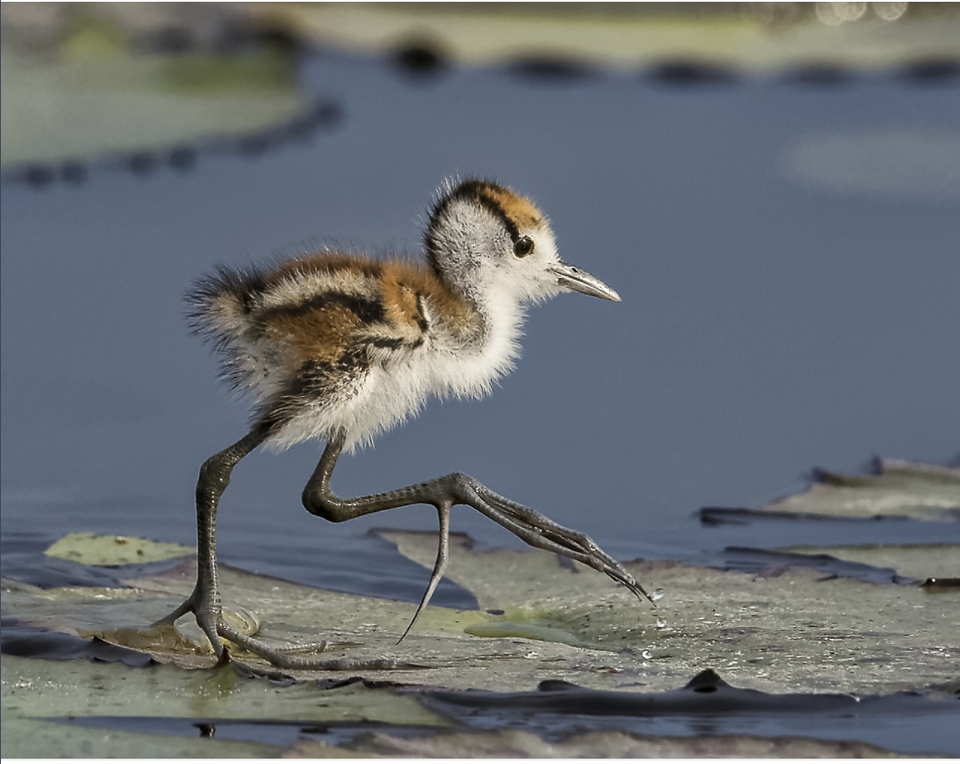 Птенец яканы гордо вышагивает на своих четырёхпальцевых ногах.