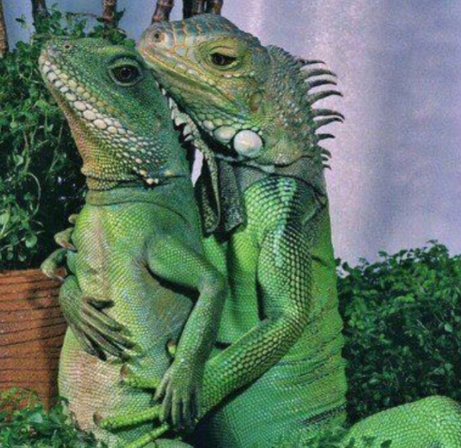 Мы с Саньком (пятипалые).