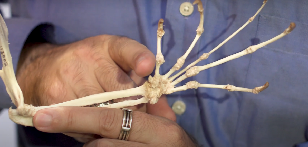 Профессор из Калифорнии показывает нам на место крепления 6 пальца лемура. Он тоже сильно недоразвит. 