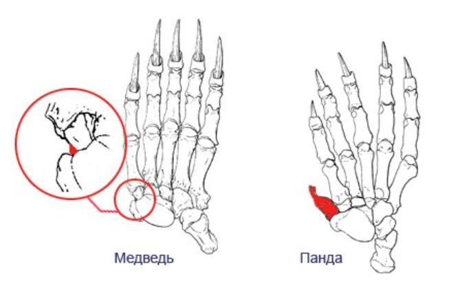 Сравнение лапки панды и бурого медведя.