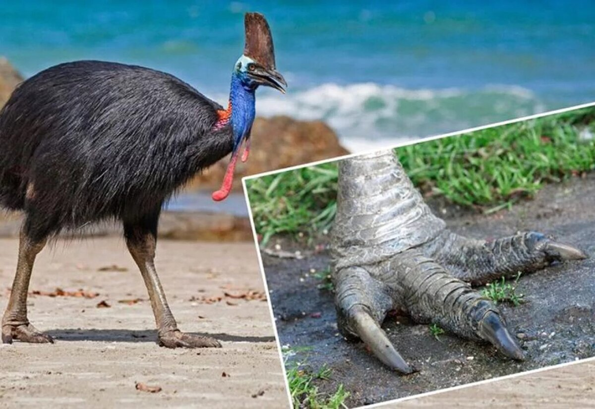 У казуара третий палец — это холодное оружие. Коготь на нём достигает длины в 12 см. 