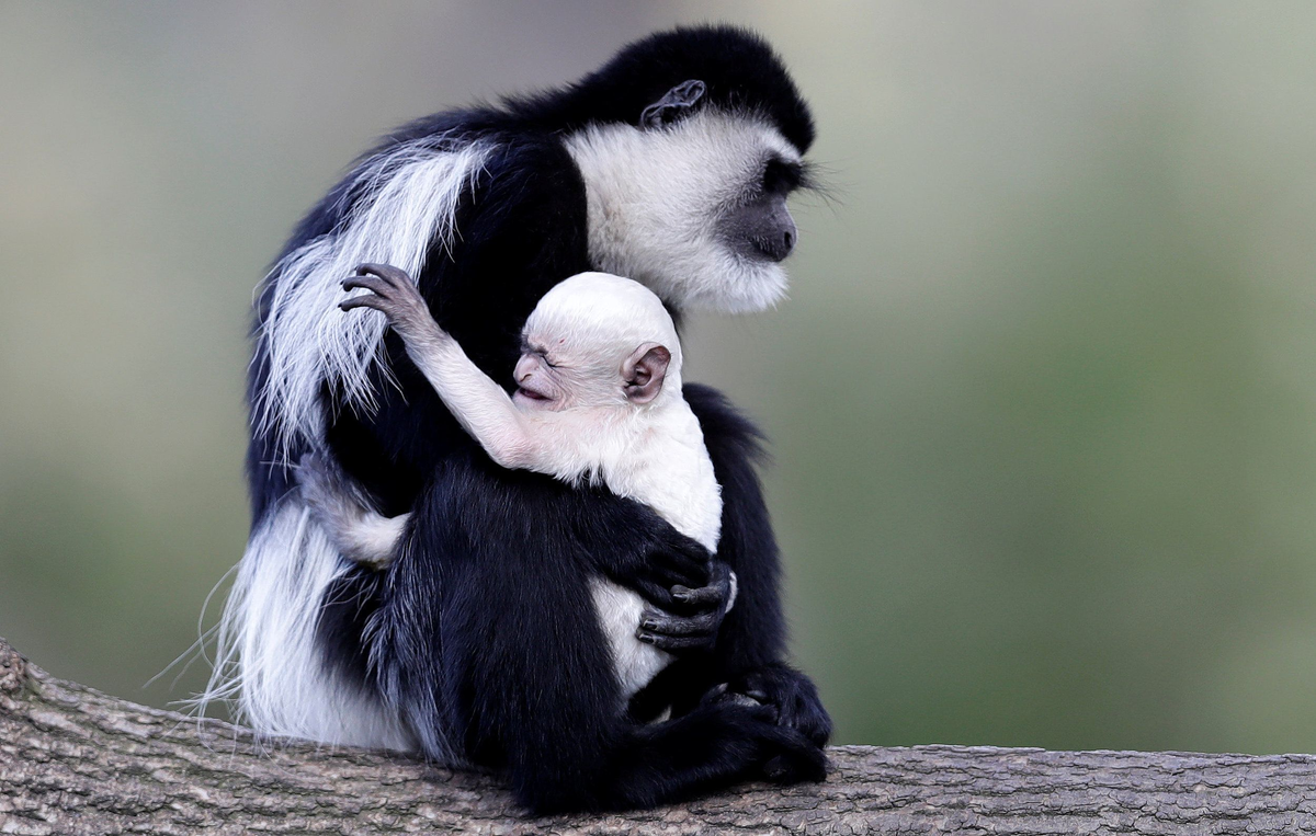 Твоё лицо, когда в процессе эволюции ты случайно удалил палец.