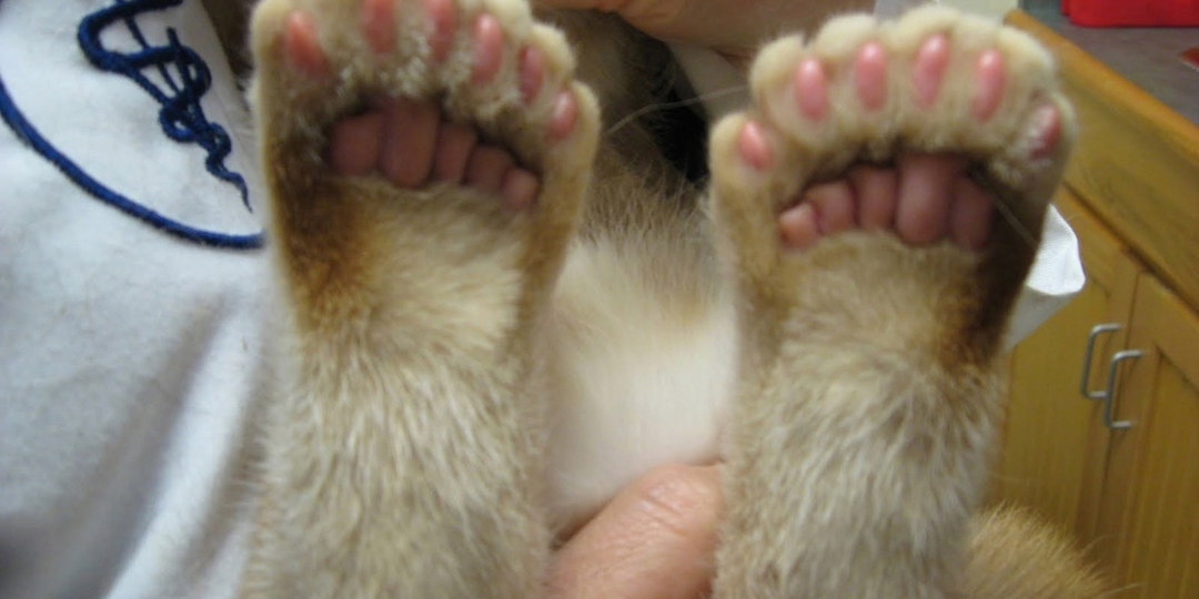 От 0 до 6: Сколько пальцев у разных животных? Интересные мутации и формы