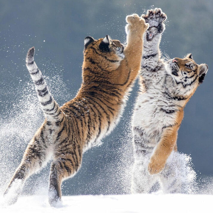 Эпичная пятюня двух братюнь. 