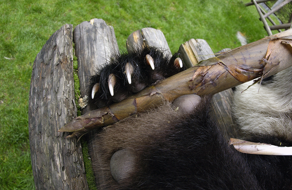 Эй, человек, дай шесть! 