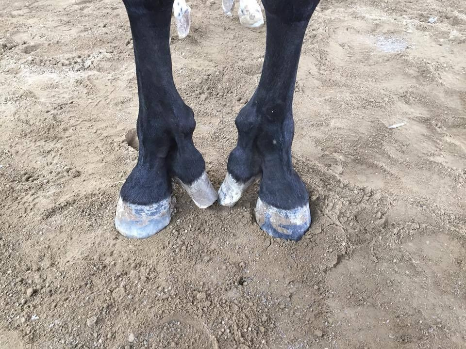 У некоторых лошадей дополнительный палец всё-таки вырастает. Выглядит так, будто животина всё время ходит на каблуках.