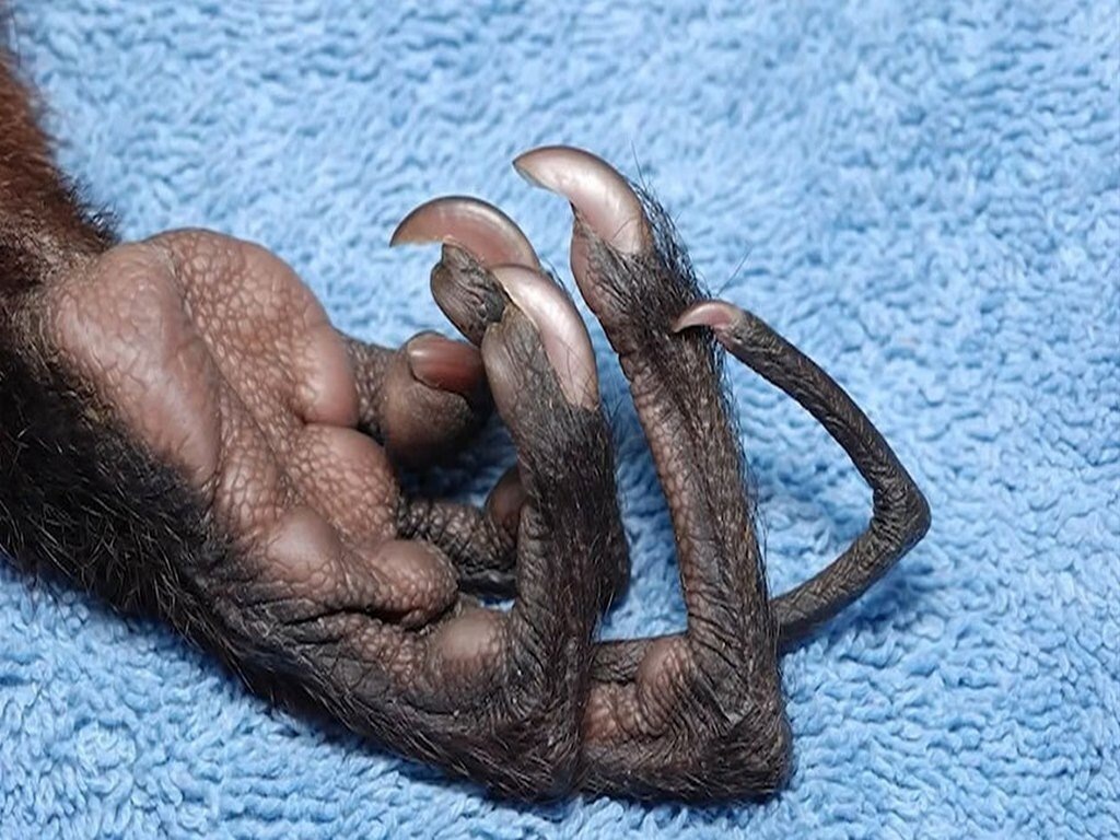 Кисть Лемура Ай-Ай и так жуткая, а тут ещё и 6 палец спрятался...