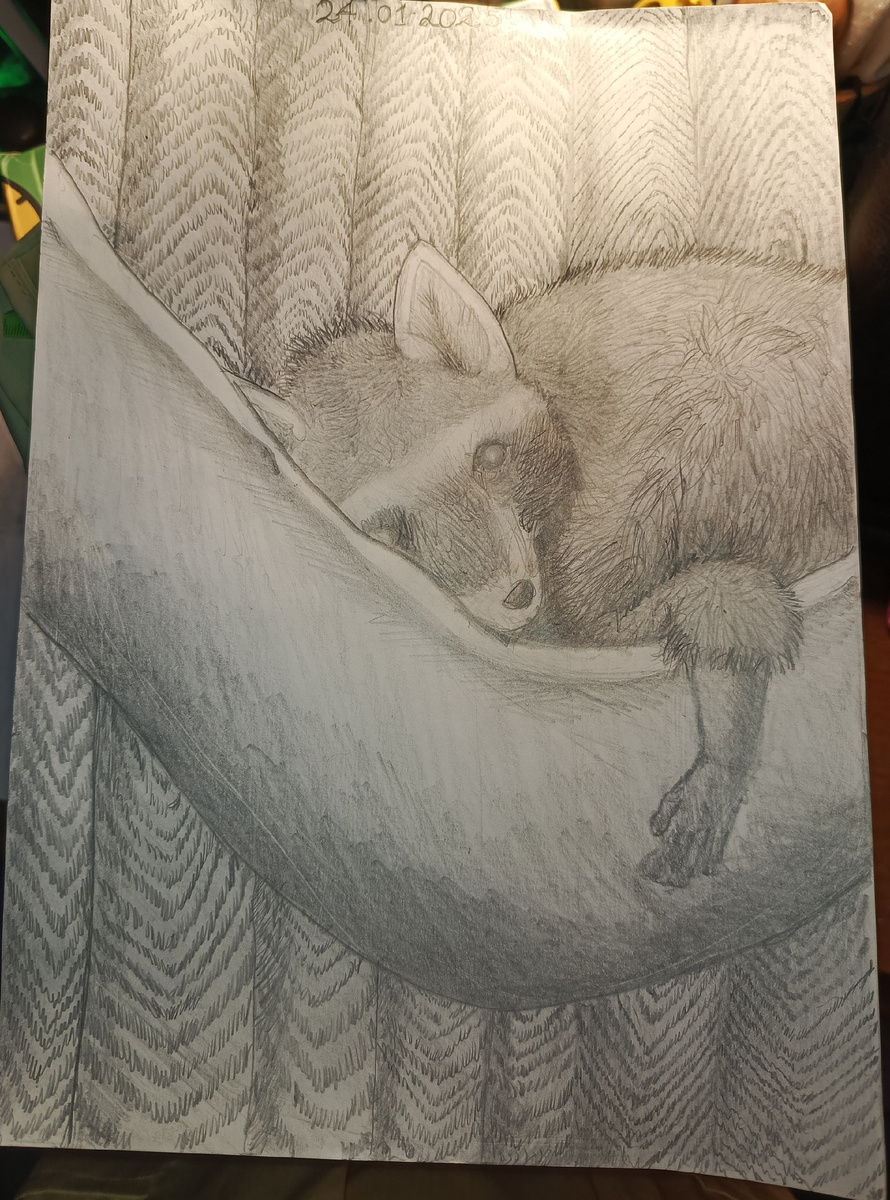 Он всегда любит подольше по спать, ленивый, самый ленивый Енот.