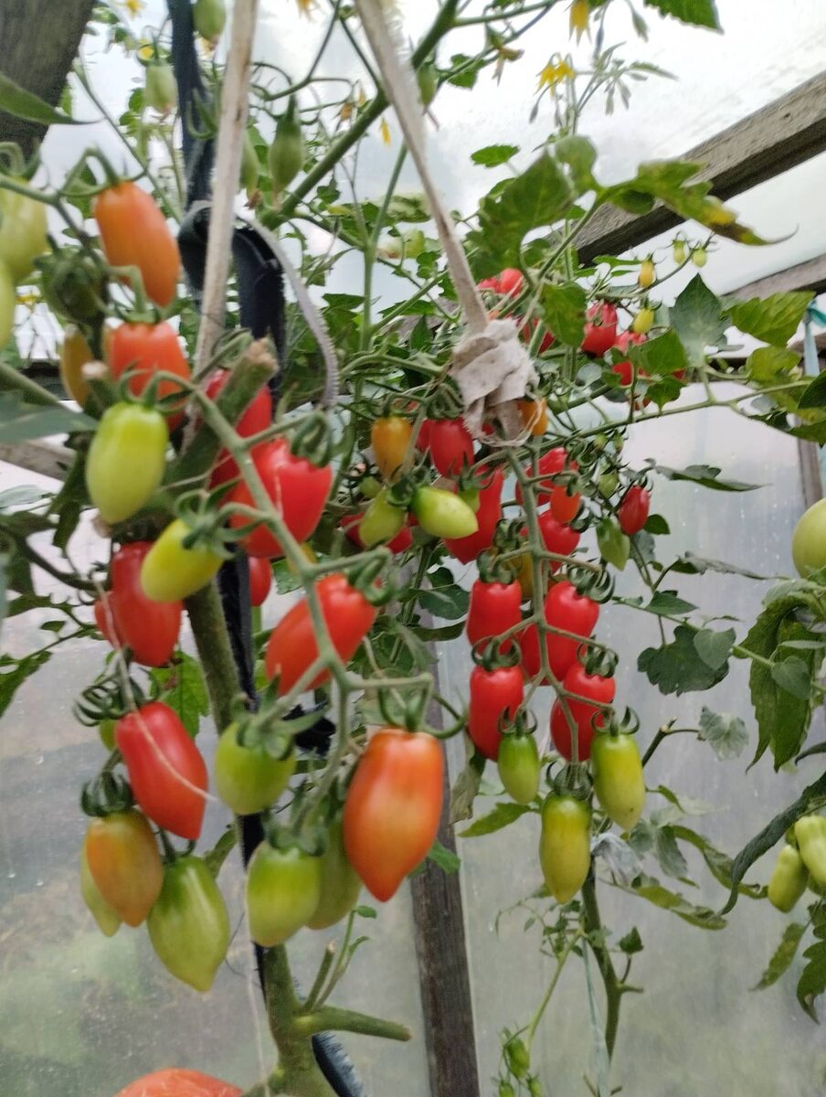 Тенелюбивых томатов нет, но есть теневыносливые