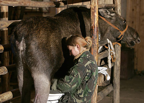 доение лосихи.