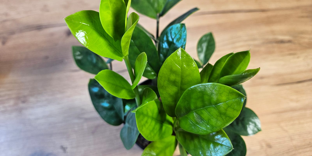 7 комнатных растений, которых вредители шугаются: таким ни паутинный клещ, ни мучнистый червец не страшны