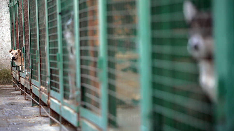 Фото: Сергей Шахиджанян / Коммерсантъ