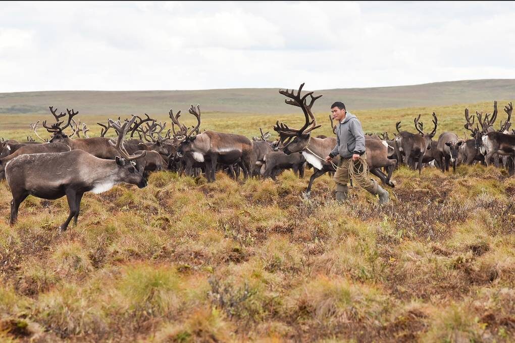 Стадо северных оленей на Таймыре © Денис Кожевников/ТАСС