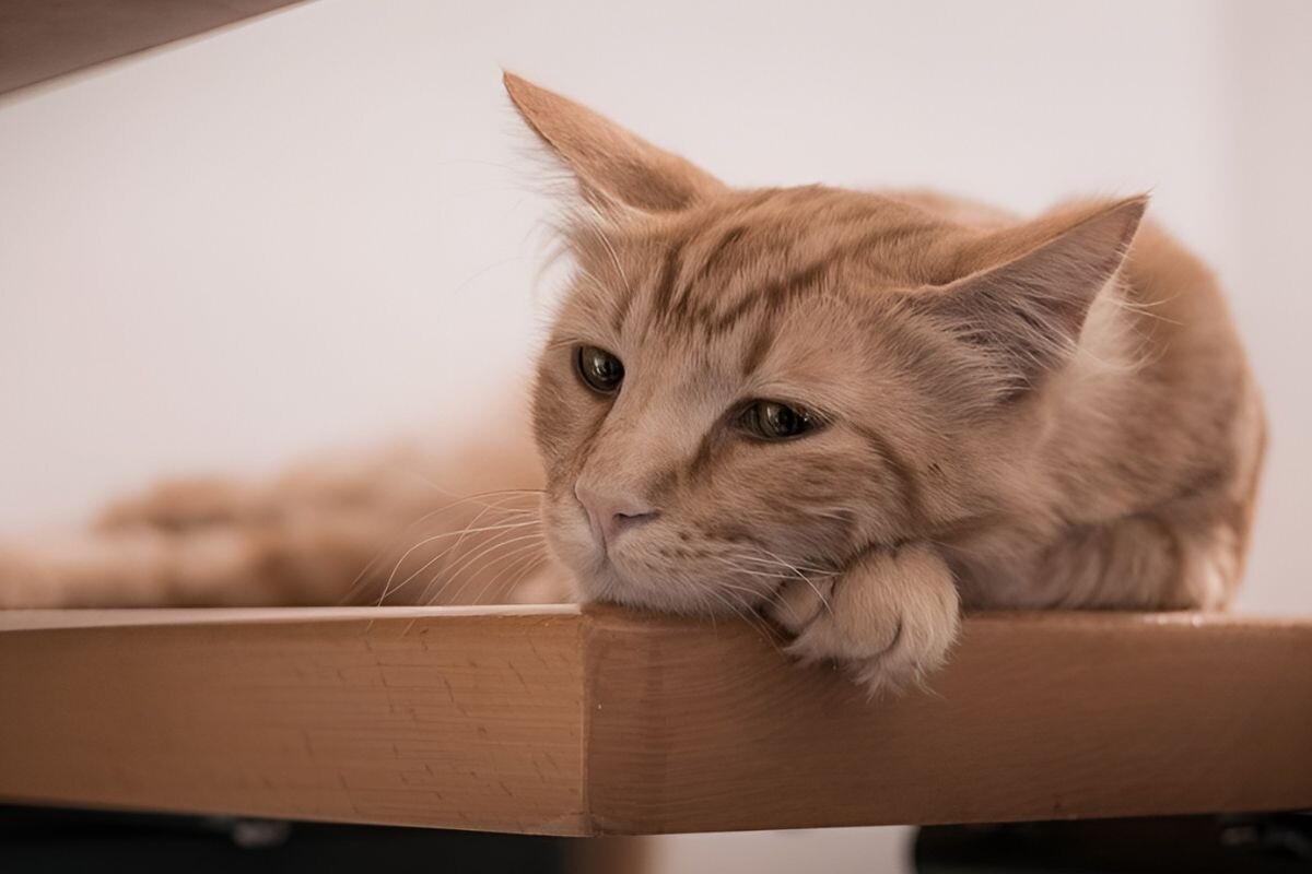 Дископатия у кошек 