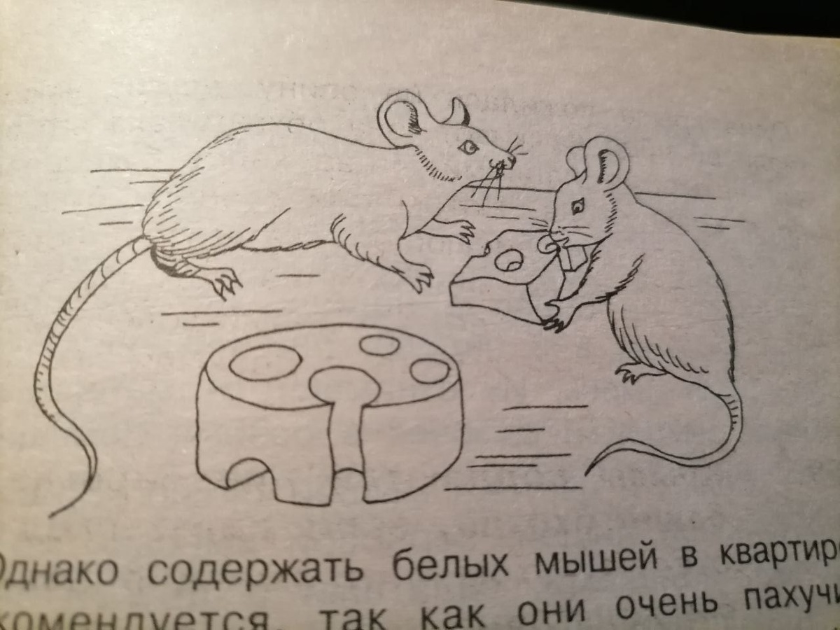 Иллюстрация из книги "600 практических советов"