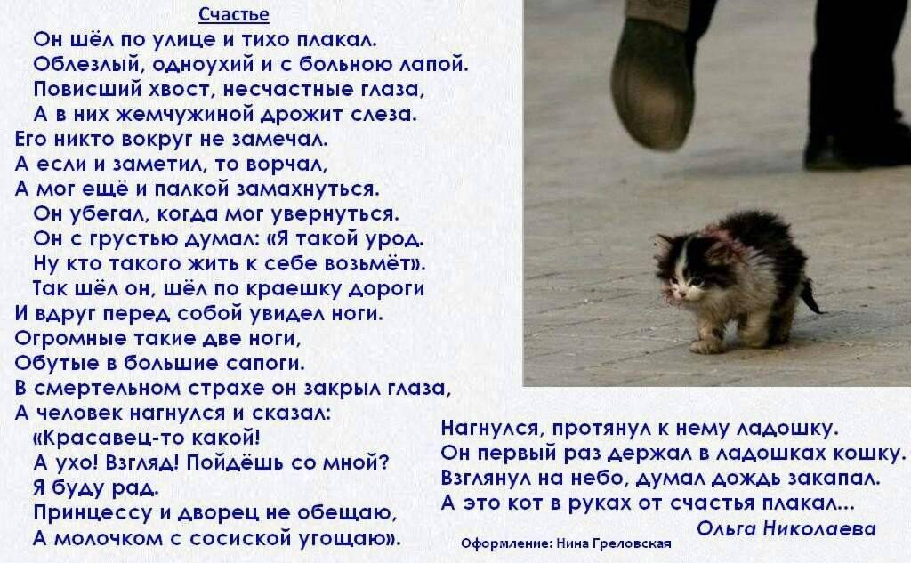 Примерно таким к нам попал Тимошка 