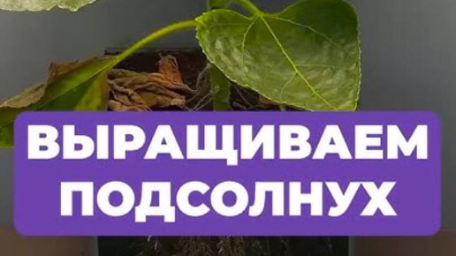 Какие витамины содержатся в семечках подсолнуха. Какие витамины содержатся в семечках подсолнуха