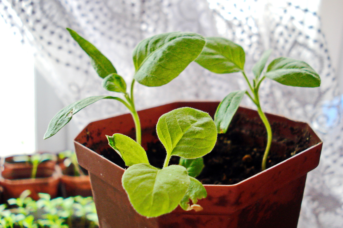     Когда сеять баклажаны на рассаду в 2025 году по лунному посевному календарю садовода и огородника