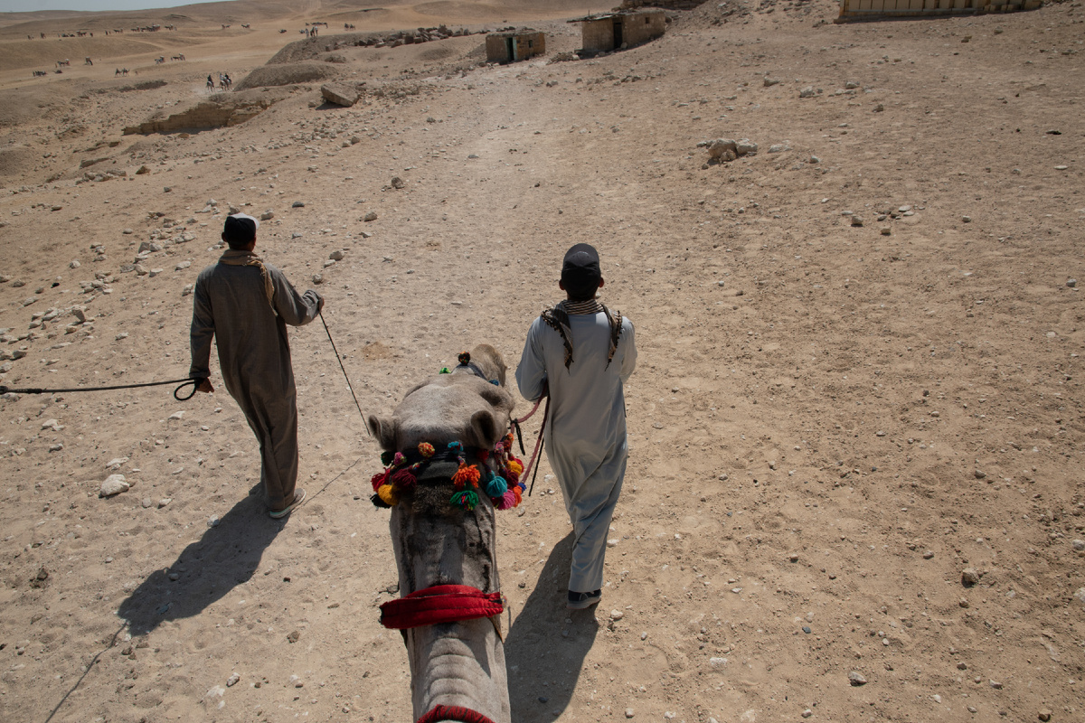 Бедуины и верблюды